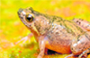A new frog species discouvered  in Mangaluru